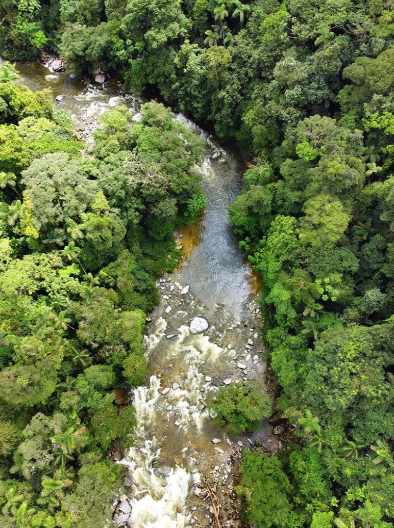 The protected jungle, home of the jaguar