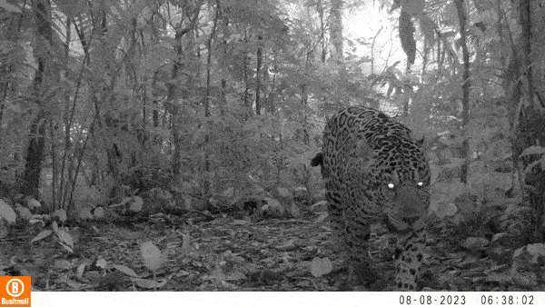 A wild jaguar walking past a camera trap in the reserve at night