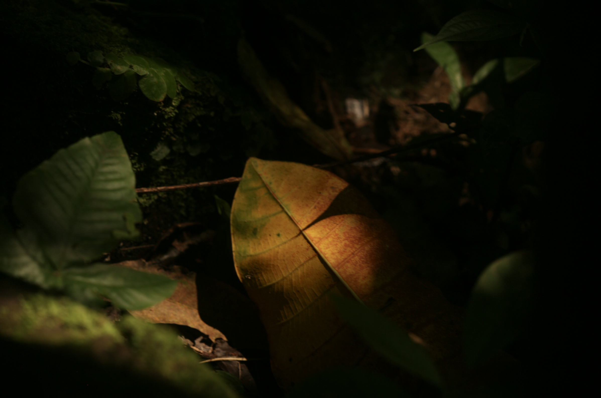 A single leaf lit gold in the forest