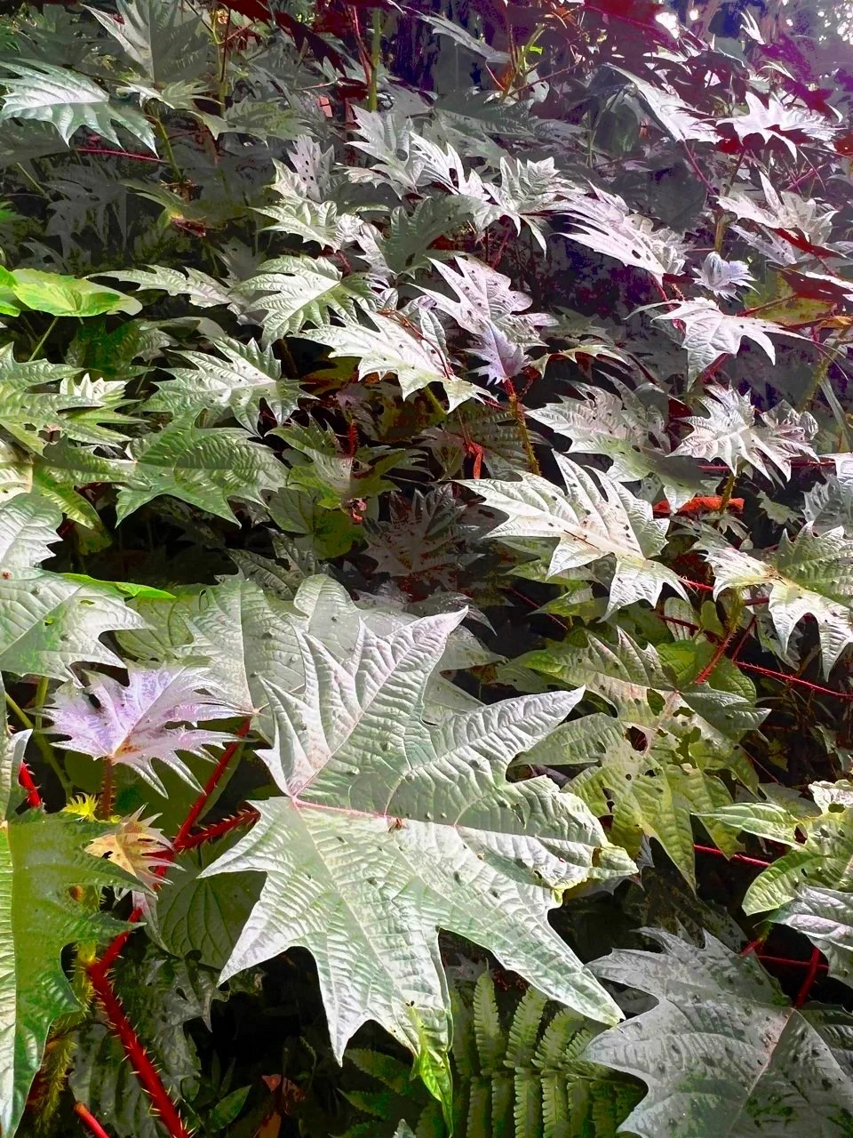 Ortiga, stinging nettle