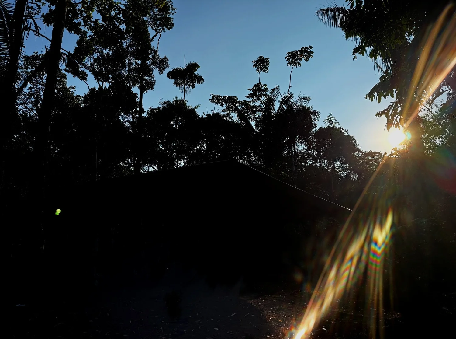Light through the canopy