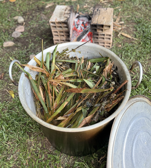 Medicinal plants at the maloca