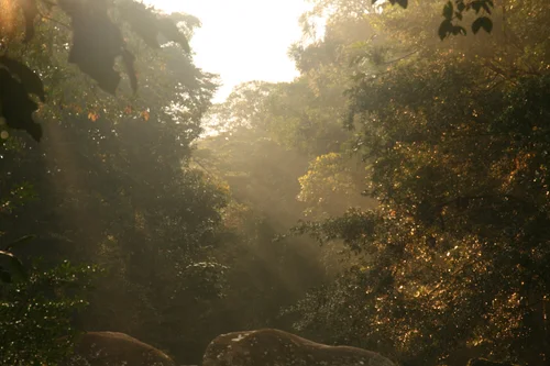Sunlight breaking through the jungle canopy